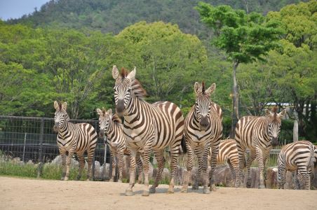 Asa Zoological Park 